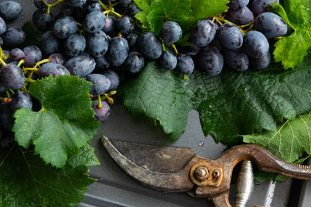 Bunch of black grapes, concept of harvest, viticulture, healthy organic ingredientsの写真素材
