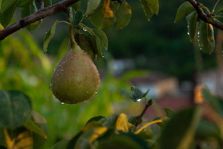 Close up of pear fruit on a tree with raindrops, healthy raw food ingredientの写真素材