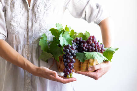 Crop view of woman's hands holding basket with raw harvested grapesの写真素材