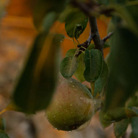 Close up of pear fruit on a tree with raindrops, healthy raw food ingredient