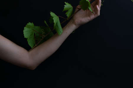 Woman hand holding grape leaves on black background. Food fine art conceptの写真素材
