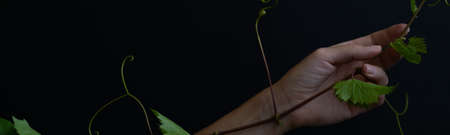 Woman hand holding grape leaves on black background. Food fine art conceptの写真素材