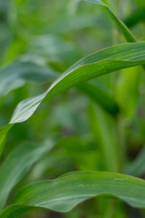 Beautiful nature view of green leaf on blurred greenery background in garden with copy space for...