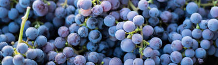 Harvesting black grapes, concept of harvest, viticulture, healthy organic ingredients.