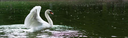 White swan opens its wings to flyの写真素材