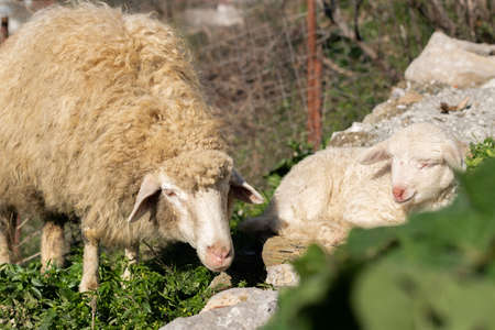 A sheep mother with her baby lambの写真素材