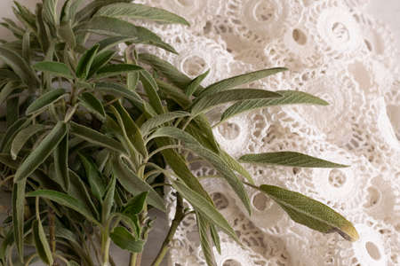 Close up of sage leaves, healthy herb food produce, healthy cooking ingredientsの写真素材