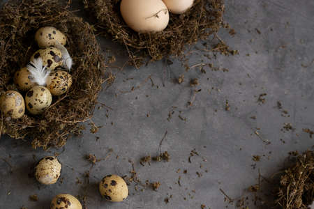 Conceptual still-life with quail and hen eggs in nest over dark backgroundの写真素材