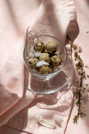 Easter decorations - quail eggs in a tea cup on the table, with blossom plum branchの写真素材