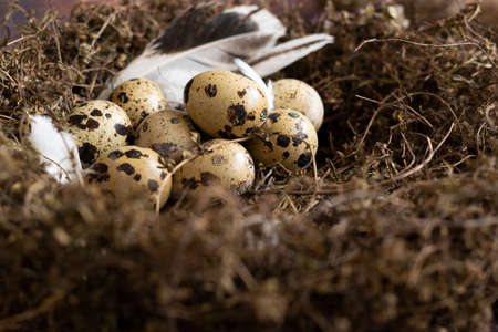 Conceptual still-life with quail eggs in nest over dark backgroundの写真素材