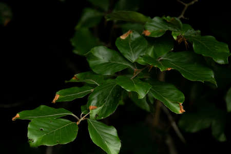 Background with dark green leaves with bokeh background, fresh flat background. Flat lay backdrop....