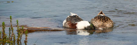 Two ducks swimming together in the stream