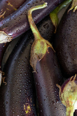 Raw purple aubergine on dark backgroundの写真素材