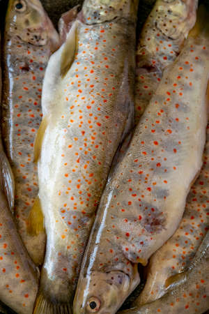 Close up of raw wild salmon trout, healthy eating ingredientsの写真素材