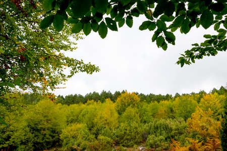 Fall season in Albania. Colorful autumn forest landscape