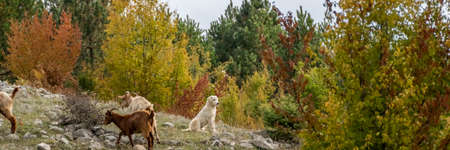 Herd of domestic goats with a shepherd dog in the Albanian mountainsの写真素材