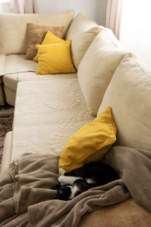 Sleeping cat on a sofa. Cozy stylish living room interior of modern apartment and trendy furniture.の写真素材