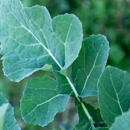 Close up of wild broccoli leaves, agricultural concept