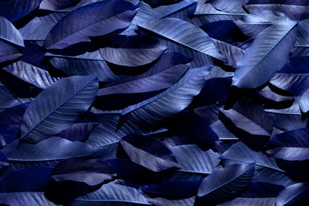 Dark blue colorful leafy background, nature detail backdrop