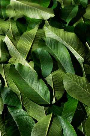 Green colorful leafy background, nature detail backdrop