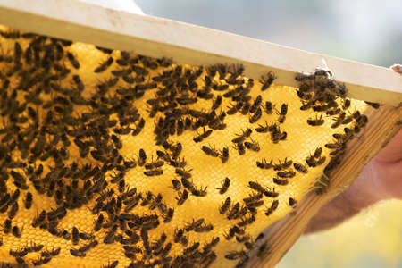 Apiculture, working with the bees, agricultural activities