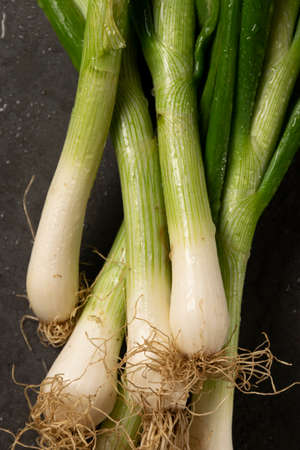 Spring onions on dark background. Harvest, agricultural concept, healthy organic ingredients