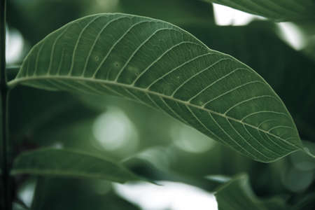 Close up of faded colorful leaf background, nature detail backdrop