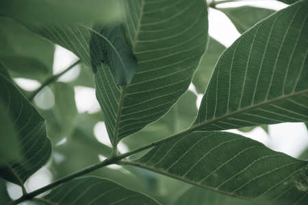 Close up of faded colorful leaf background, nature detail backdrop