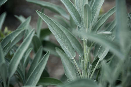 Sage plant close up view, officinal herbs, gardening concept. Nature plant backgroundの写真素材