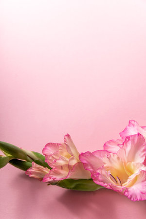 Pink blossom gladiolus on pink background, space for textの写真素材