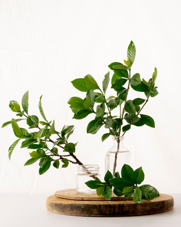 Homemade rooting plant, water propagation in glass
