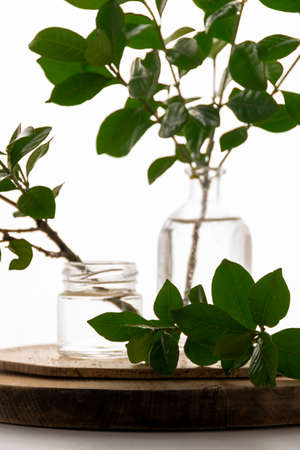 Homemade rooting plant, water propagation in glassの写真素材