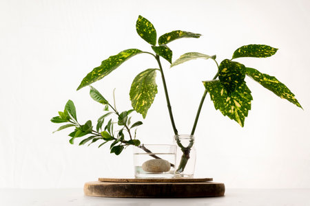 Homemade rooting plant, water propagation in glassの写真素材