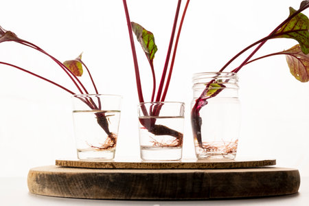 Homemade rooting plant, water propagation in glass