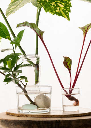 Homemade rooting plant, water propagation in glassの写真素材