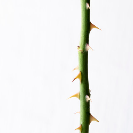 Isolated rose stem with thorns on white backgroundの写真素材