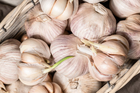 Close up view of sprouted dry garlic, healthy food ingredient, agricultural food harvestの写真素材