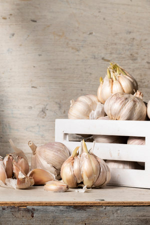 Close up view of sprouted dry garlic, healthy food ingredient, agricultural food harvestの写真素材