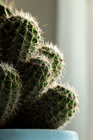 Close up view of green barrel cactus, cactaceae growthの写真素材