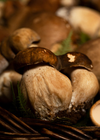 Freshly picked porcini mushrooms, quantity of edible mushrooms, food background, concept of healthy genuine food ingredientsの写真素材