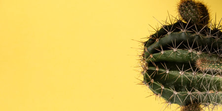 Close up view of green barrel cactus, against yellow background with space for text