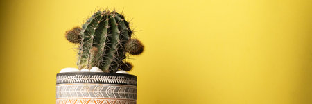 Close up view of green barrel cactus, against yellow background with space for textの写真素材