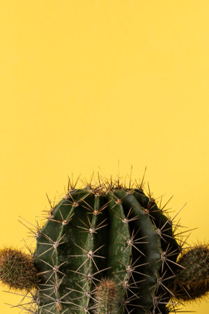 Close up view of green barrel cactus, against yellow background with space for textの写真素材
