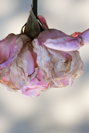 Delicate vintage light pink rose on light backgroundの写真素材