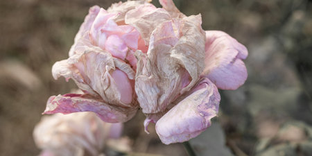 Delicate vintage light pink rose on light backgroundの写真素材