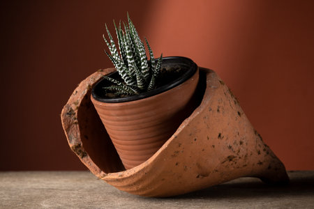 Close up of a succulent plant, planted in a ceramic pot. Concept of botany, home interior, succulents and cactaceae growthの写真素材