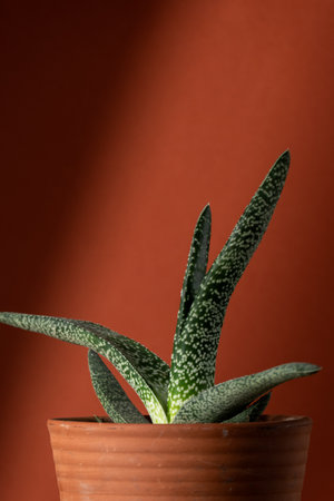 Close up of a gasteria succulent plant, planted in a ceramic pot. Concept of botany, home interior, succulents and cactaceae growthの写真素材