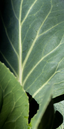 Close up view of green cabbage vein leaves, botanical backdrop with detailed visible leaf veins