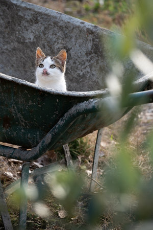 Little and playful kitten in the wheelbarrow in the gardenの写真素材