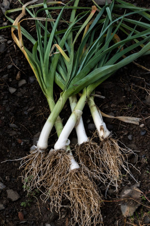 Freshly picked leeks on the groundの写真素材